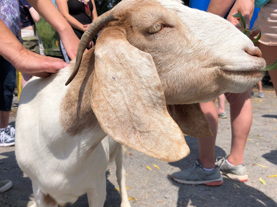 Catskill Animal Sanctuary-Saugerties必去景点