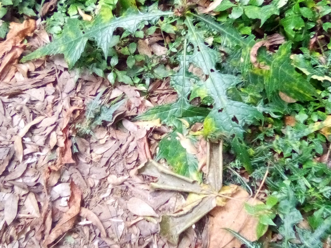 Mbeya Peak-姆贝亚必去景点