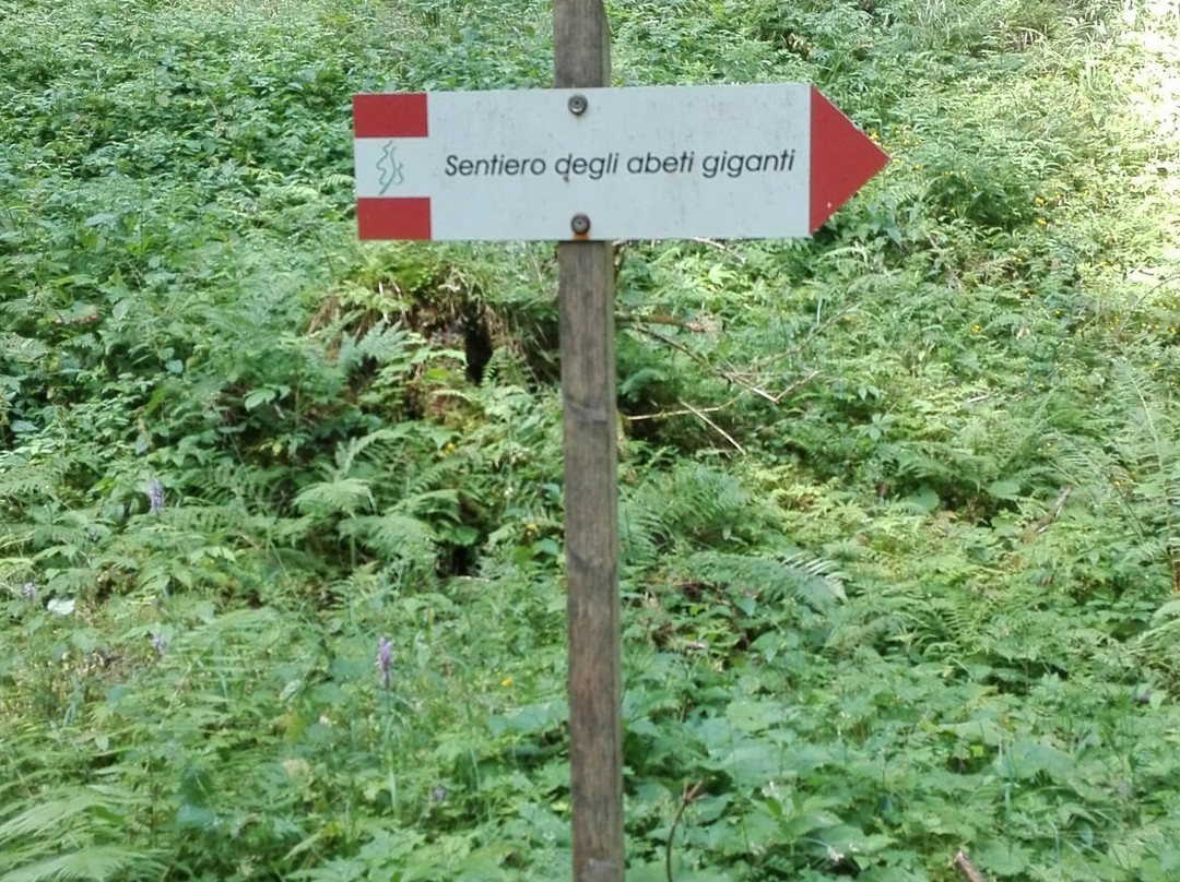 Sentiero degli Abeti Giganti景点图片