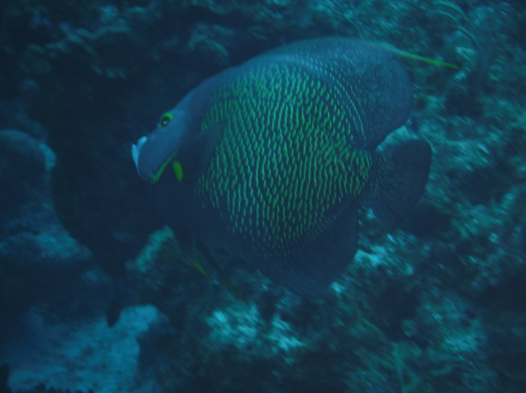 Paradise (Paraiso) Reef-考祖梅必去景点