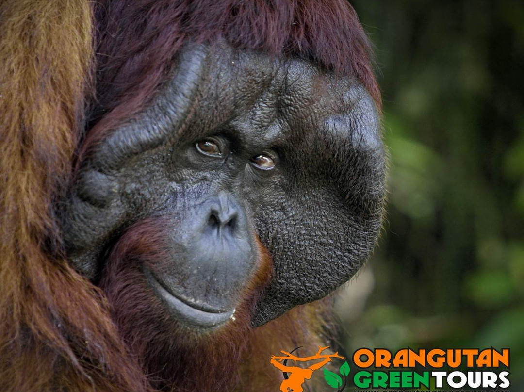Orangutan Green Tour景点图片