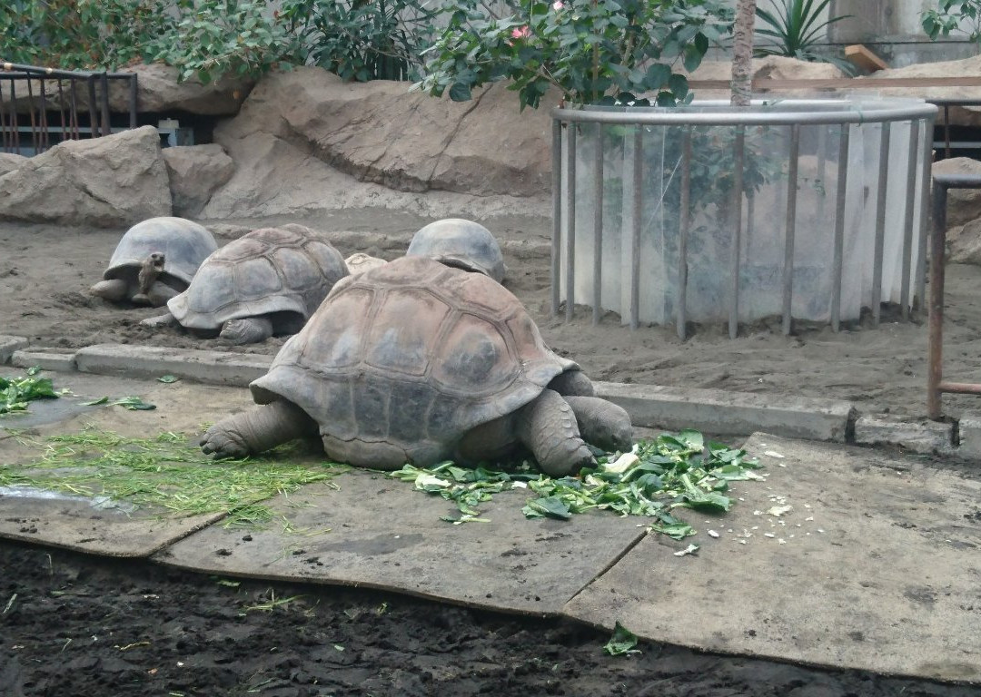 Oshima Park Zoo景点图片