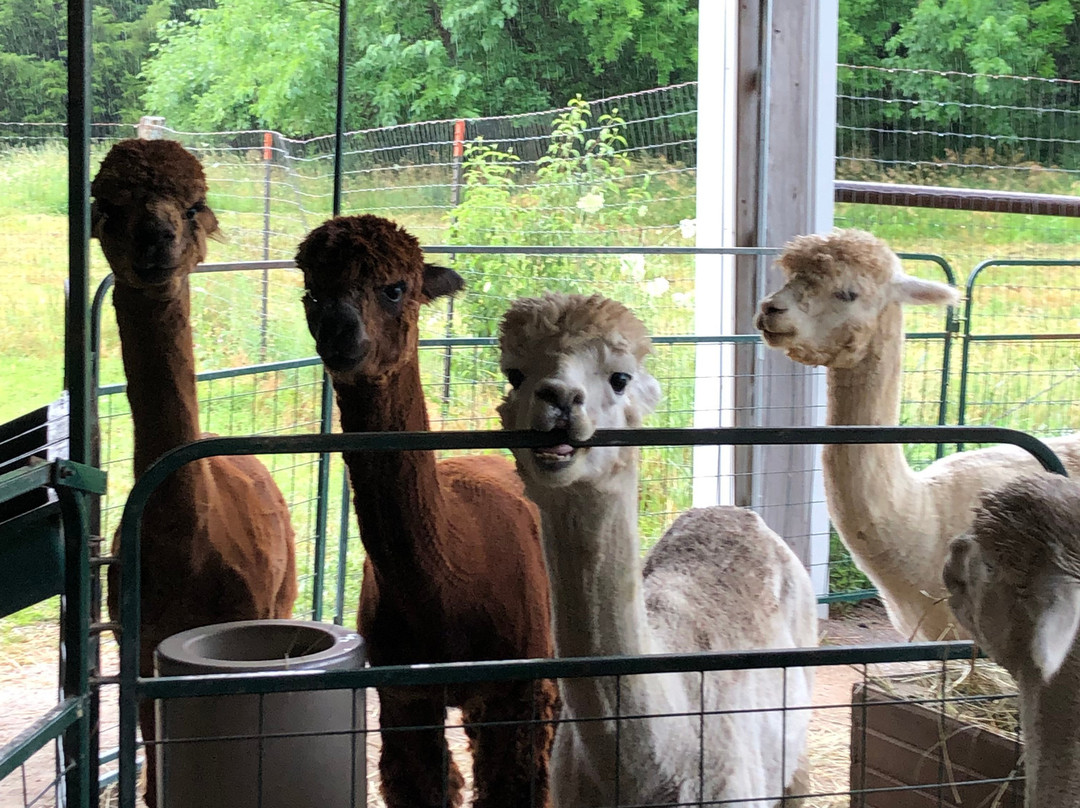 Manna Meadows Alpacas-Bonner Springs必去景点