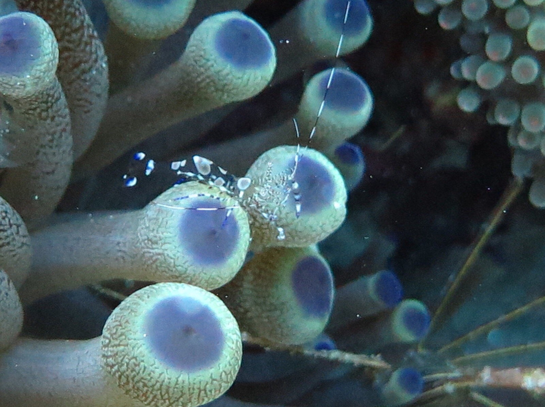 Scuba Libre-普拉亚德尔卡曼必去景点