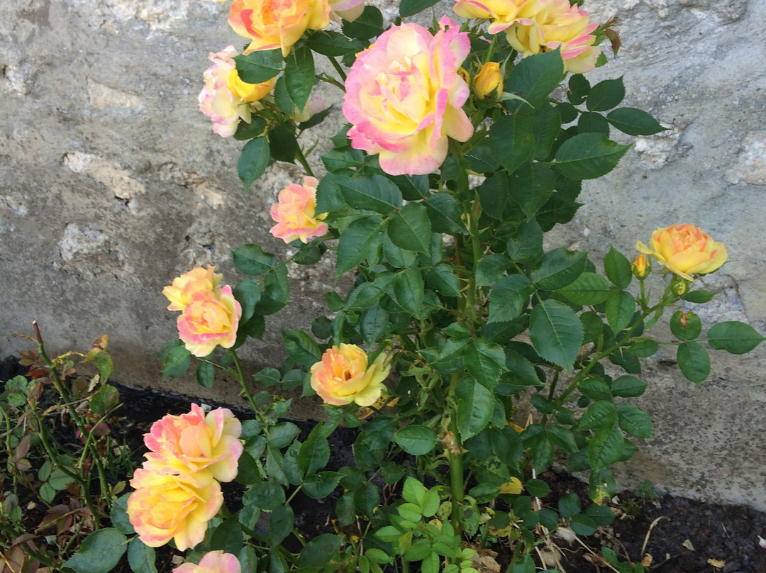 Les Trémières主图