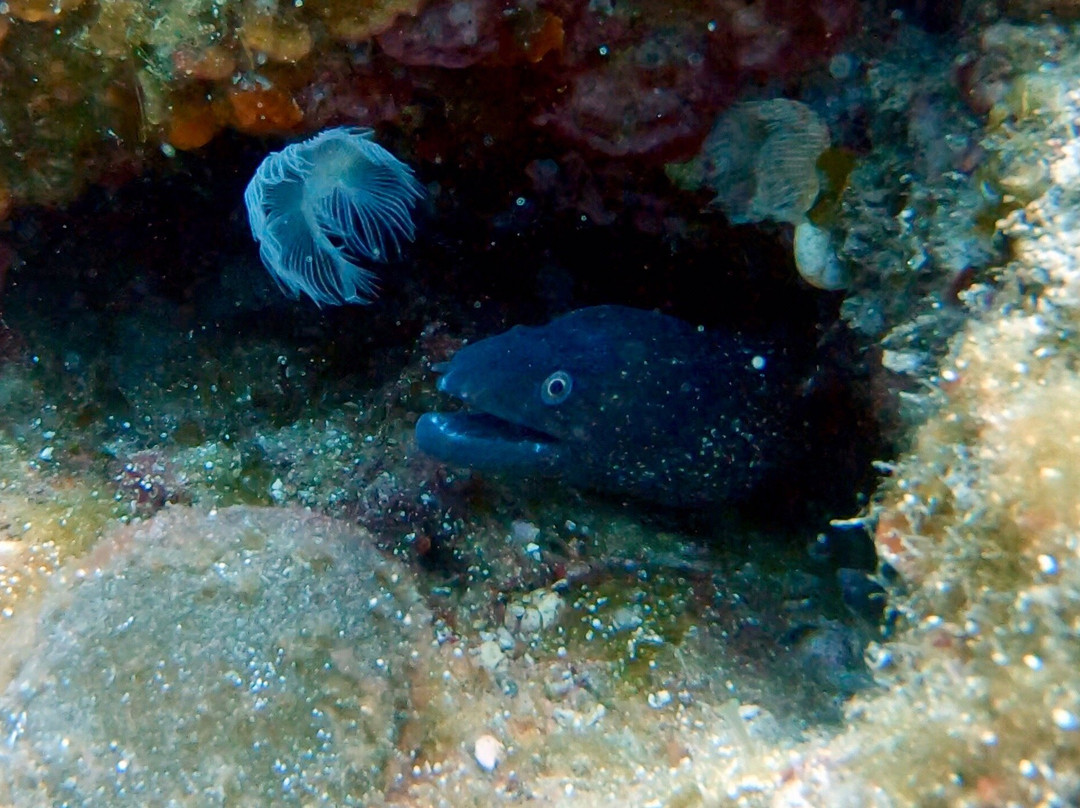 Nemo Scuba Diving Resort景点图片