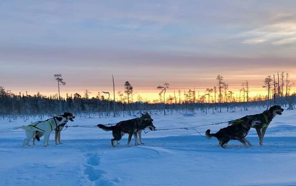 Arctic Husky Farm-Pelkosenniemi必去景点