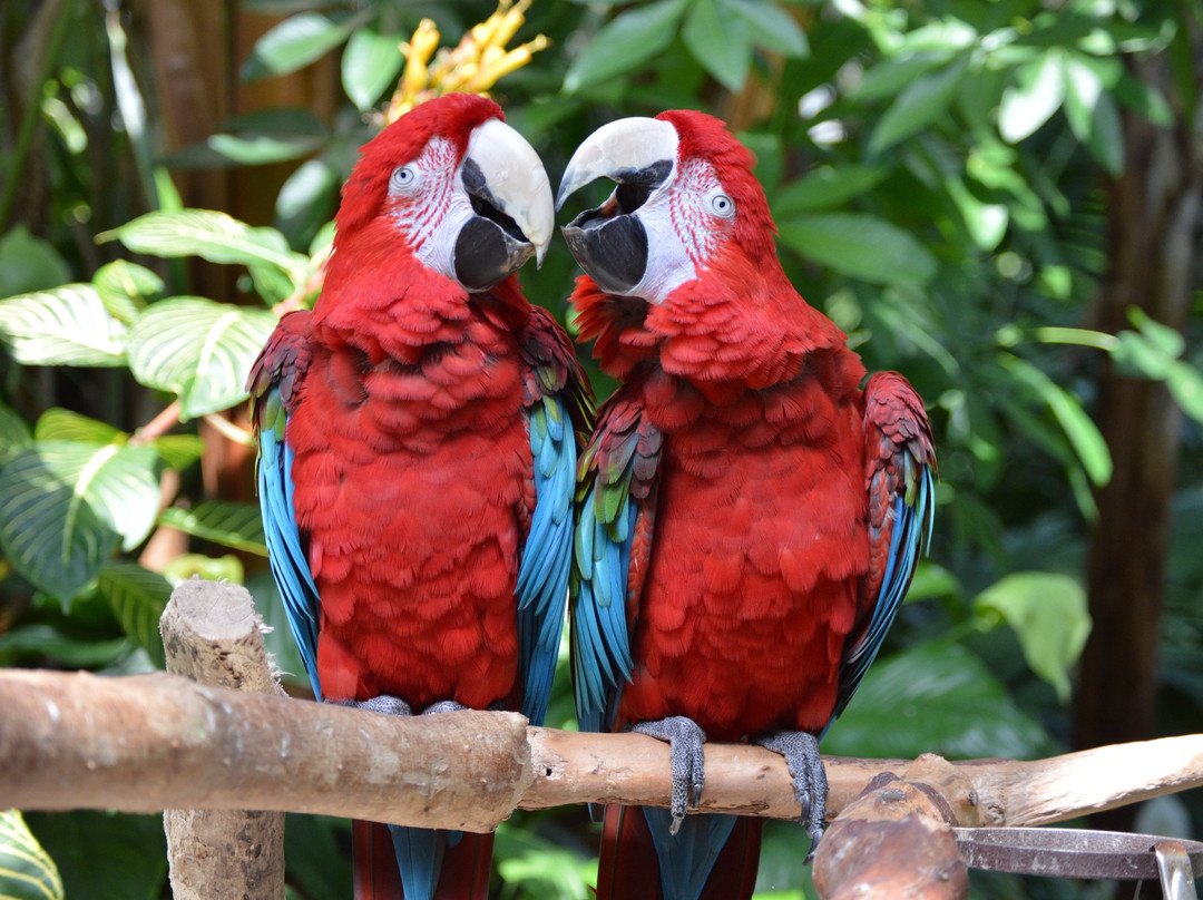布鲁代尔花鸟保护园-温哥华必去景点