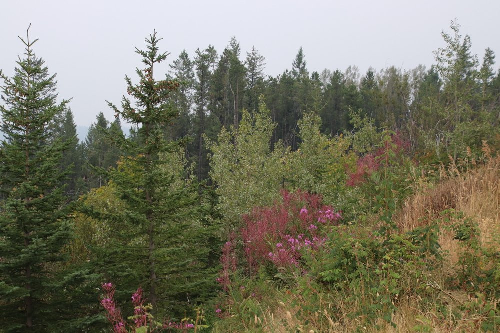 Kootenay Valley Viewpoint景点图片