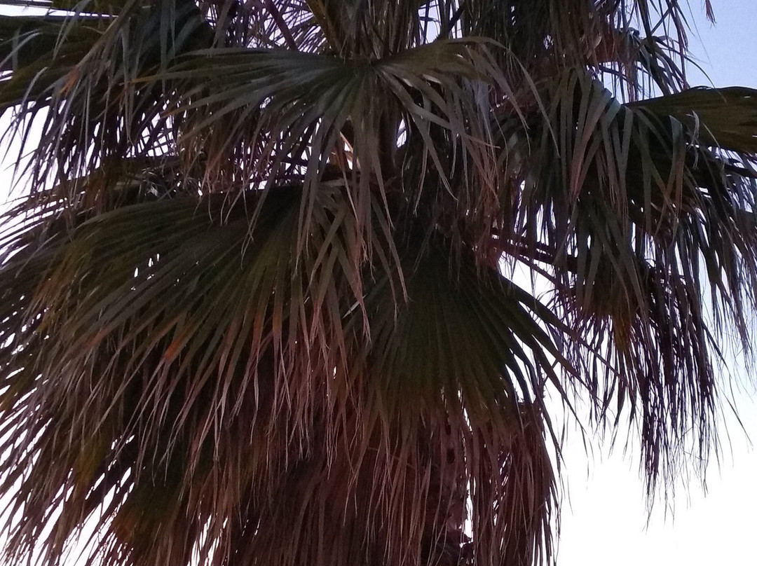 Kavouri Beach景点图片