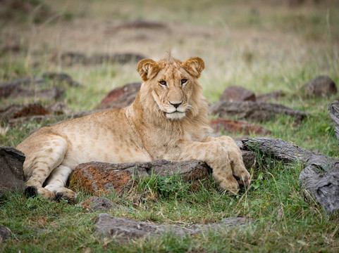 Sirmichaels Safaris-内罗毕必去景点