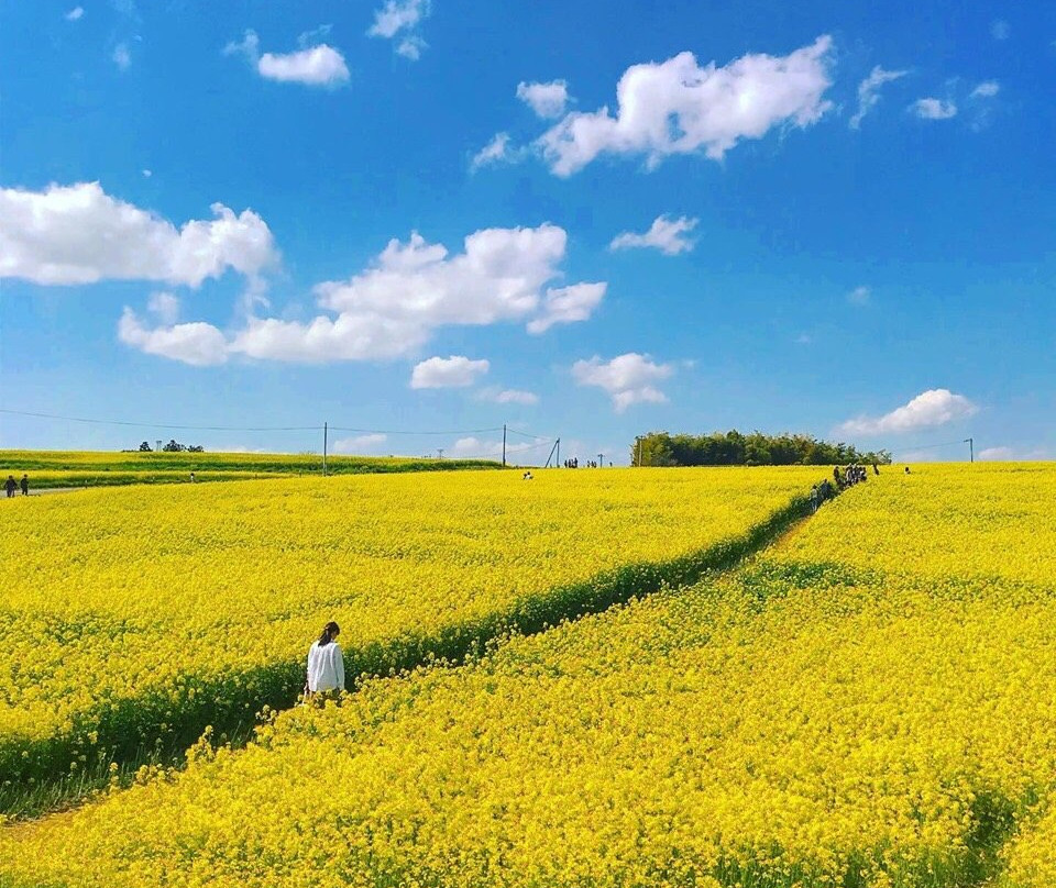 Sunflower Hill-大崎市必去景点