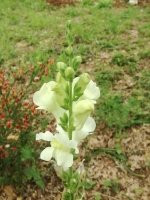 Orto Botanico Arcadia-Grisolia必去景点