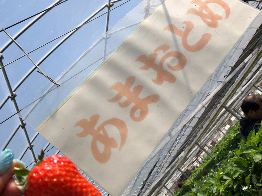 Yasuda Strawberry Farm-君津市必去景点