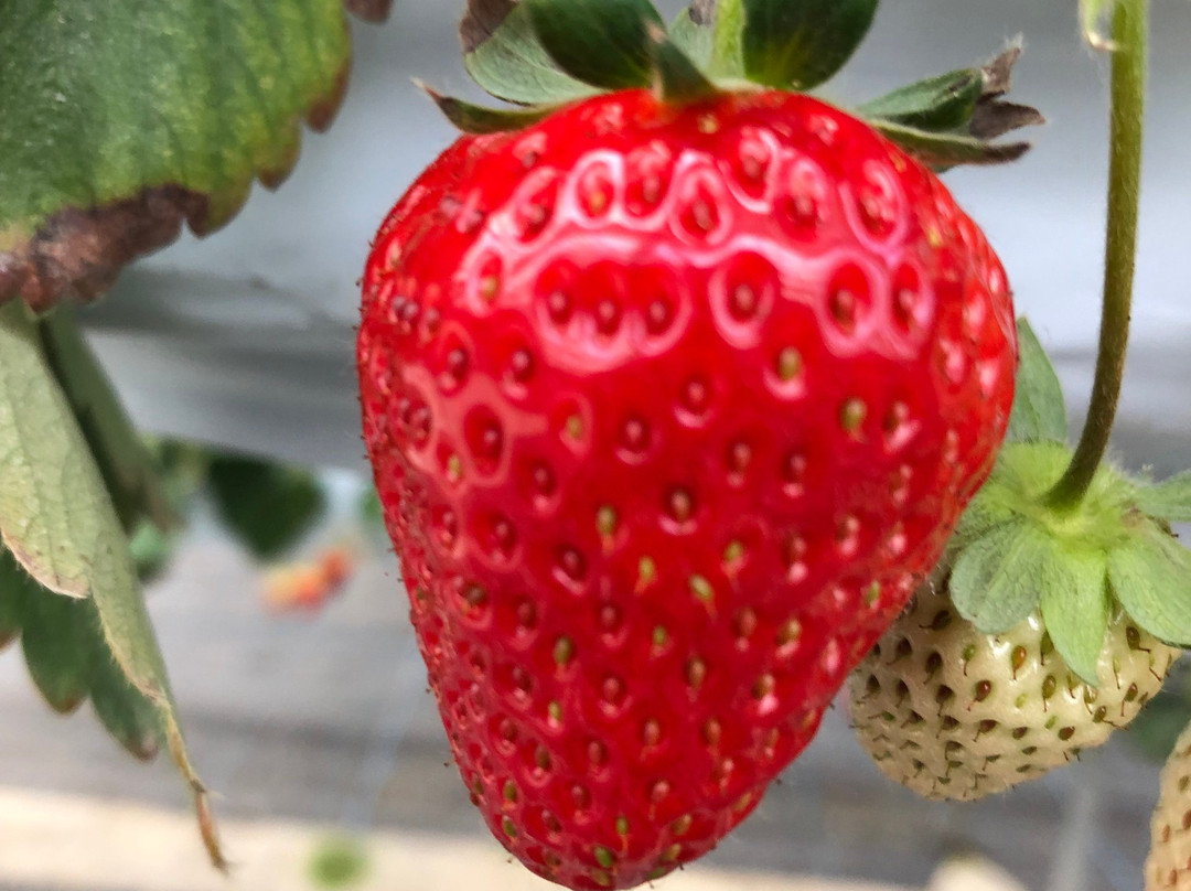 Futtsu Aqua Farm-富津市必去景点