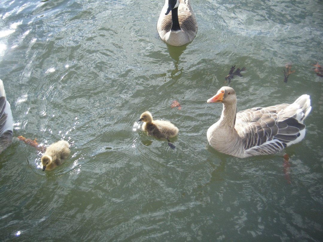 Lone Oak Point Resort主图