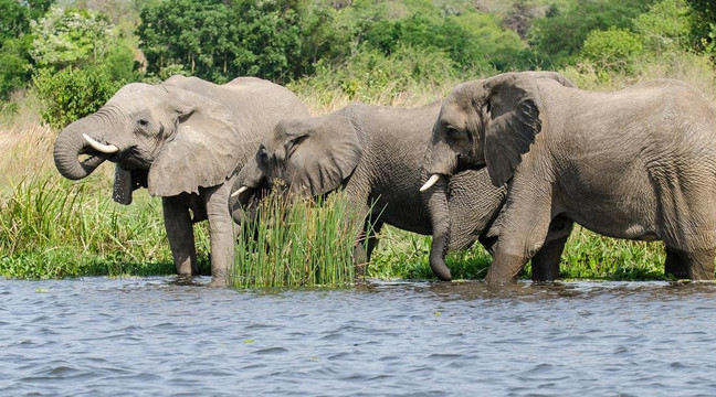 Safari Base Africa Ltd