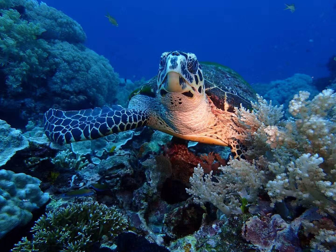 Diving King Dive Resort-Panglao必去景点