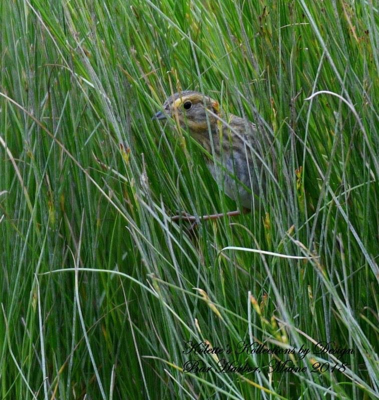 Down East Birdwatching and Nature Tours-巴港必去景点