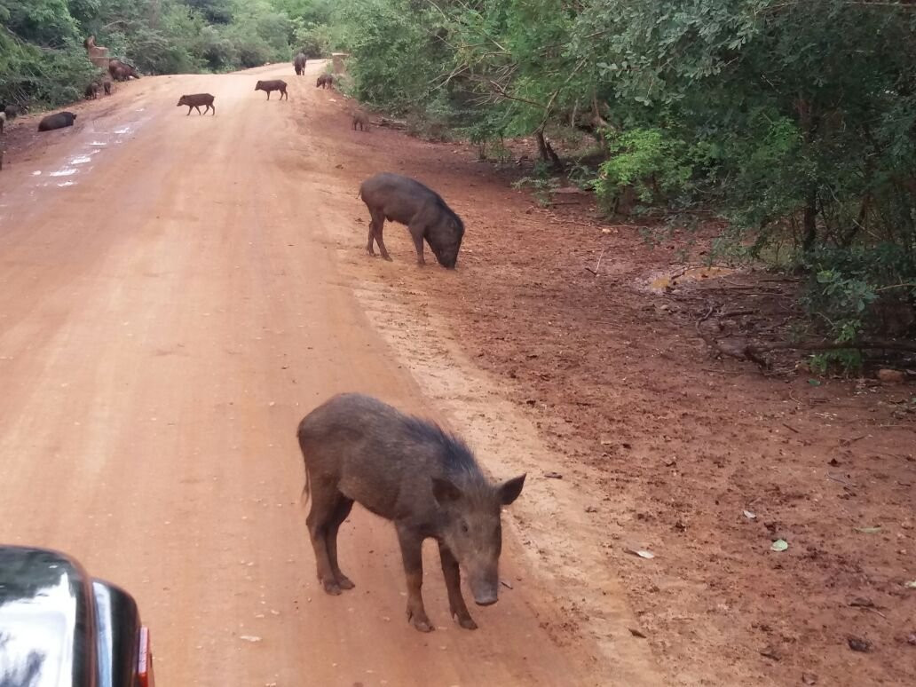 Sri Lankan Tour Leaders-科伦坡必去景点