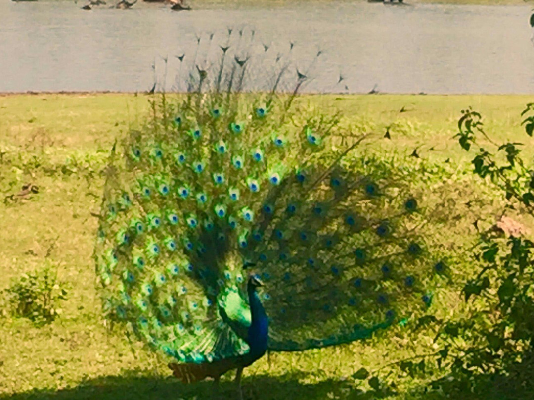 Sihilro Regency主图