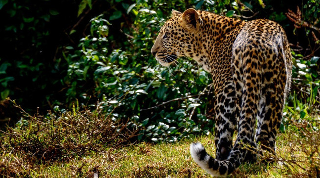 Zote Tours-桑给巴尔岛必去景点