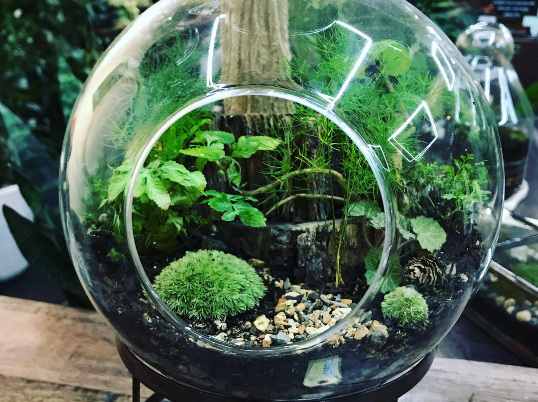 Cultivate Urban Rainforest & Gallery-埃文斯顿必去景点