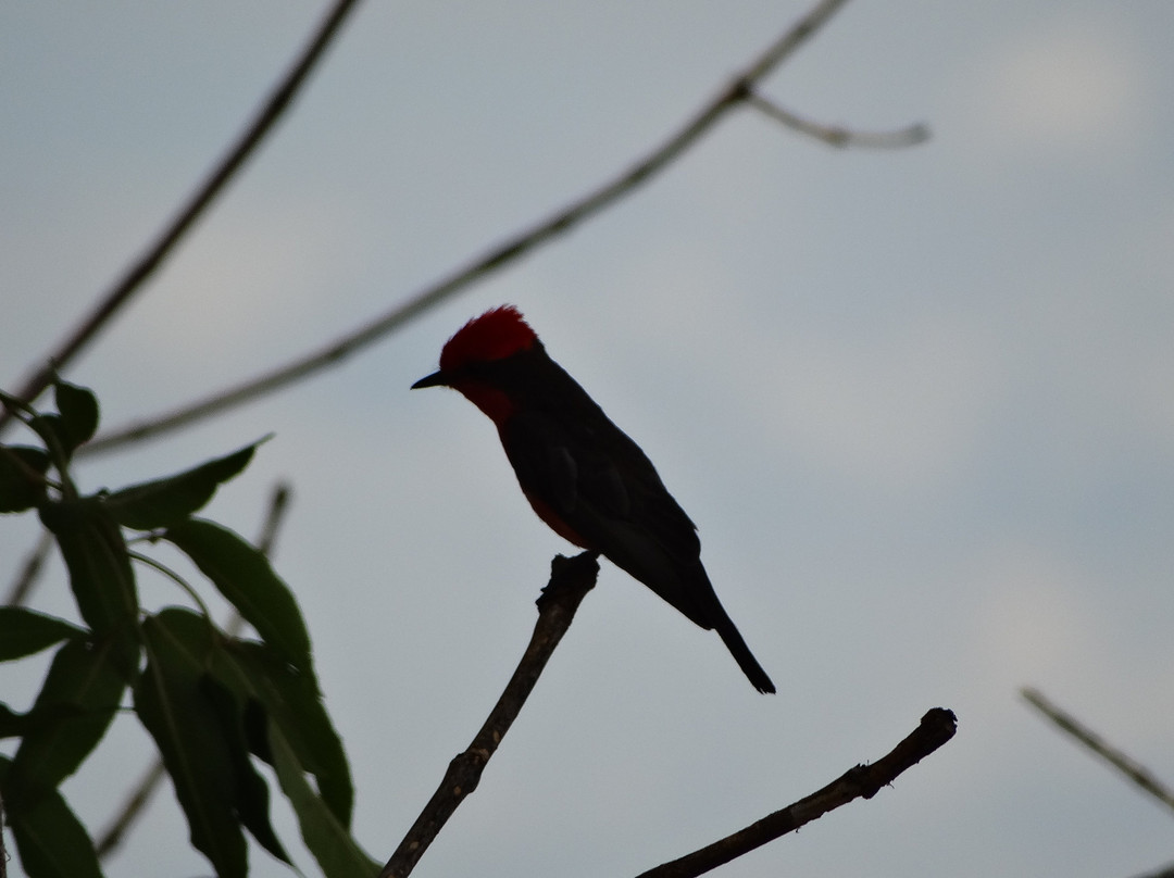Radisson Hotel Tapatio Guadalajara主图