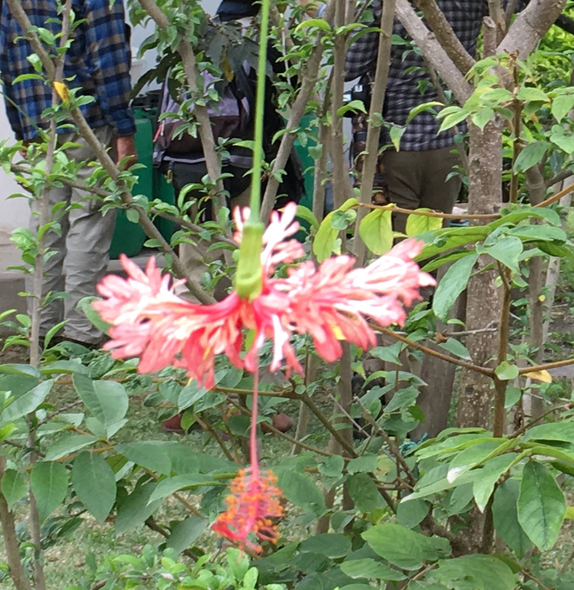 Santuario Hibiscus-官方
