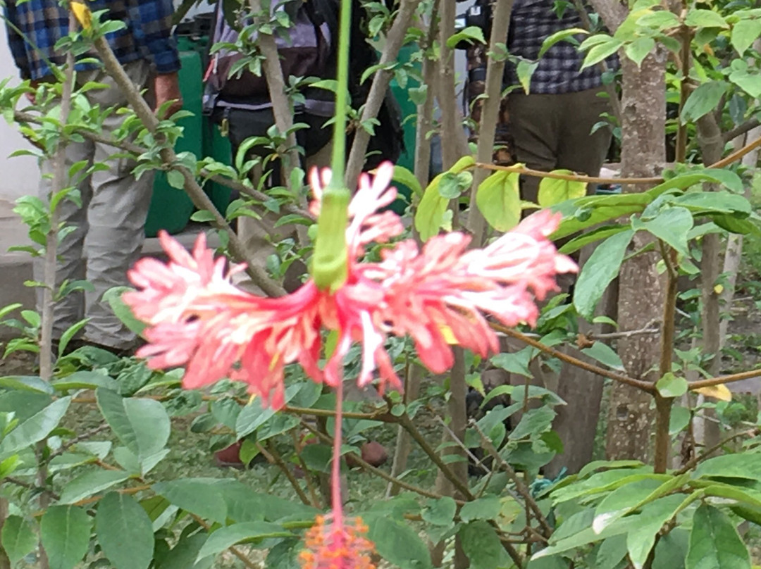 Santuario Hibiscus主图