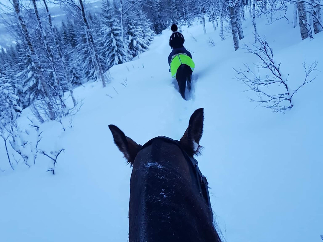 Viking Horses Norway景点图片