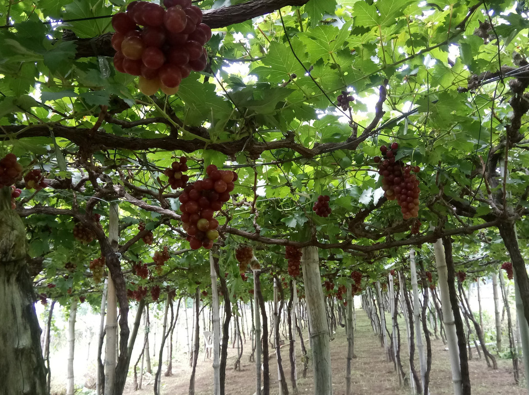Gapuz Grapes Farm景点图片
