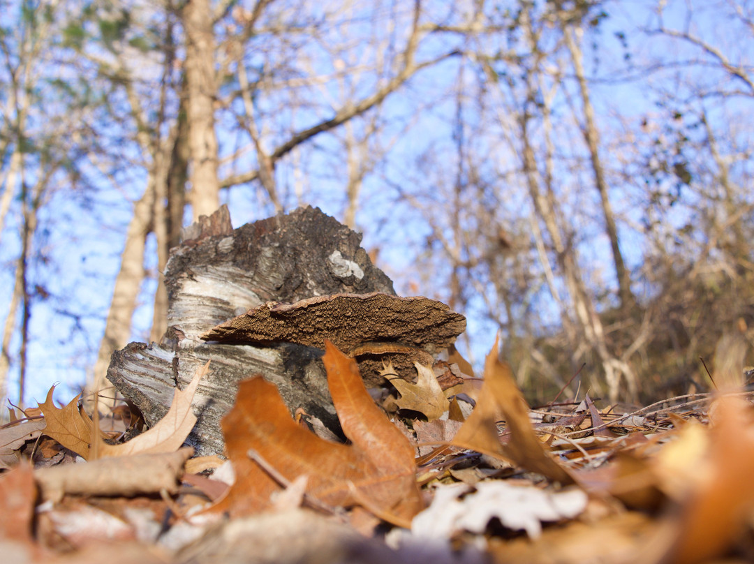 Connecticut Audubon Society Birdcraft Museum and Sanctuary-费尔菲尔德必去景点
