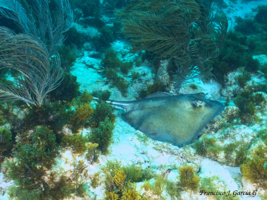 Dive Center Los Roques景点图片