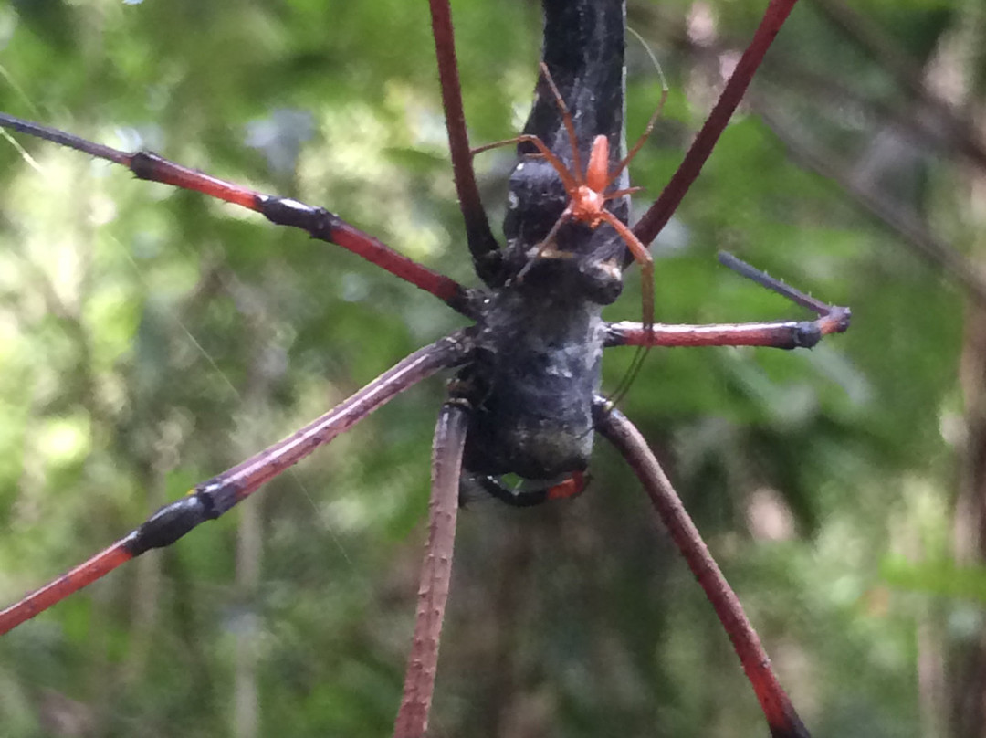 Explore Sinharaja Rain Forest Tours景点图片