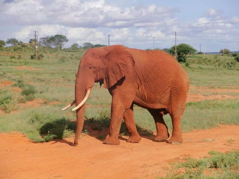 Elephant Rouge Safaris