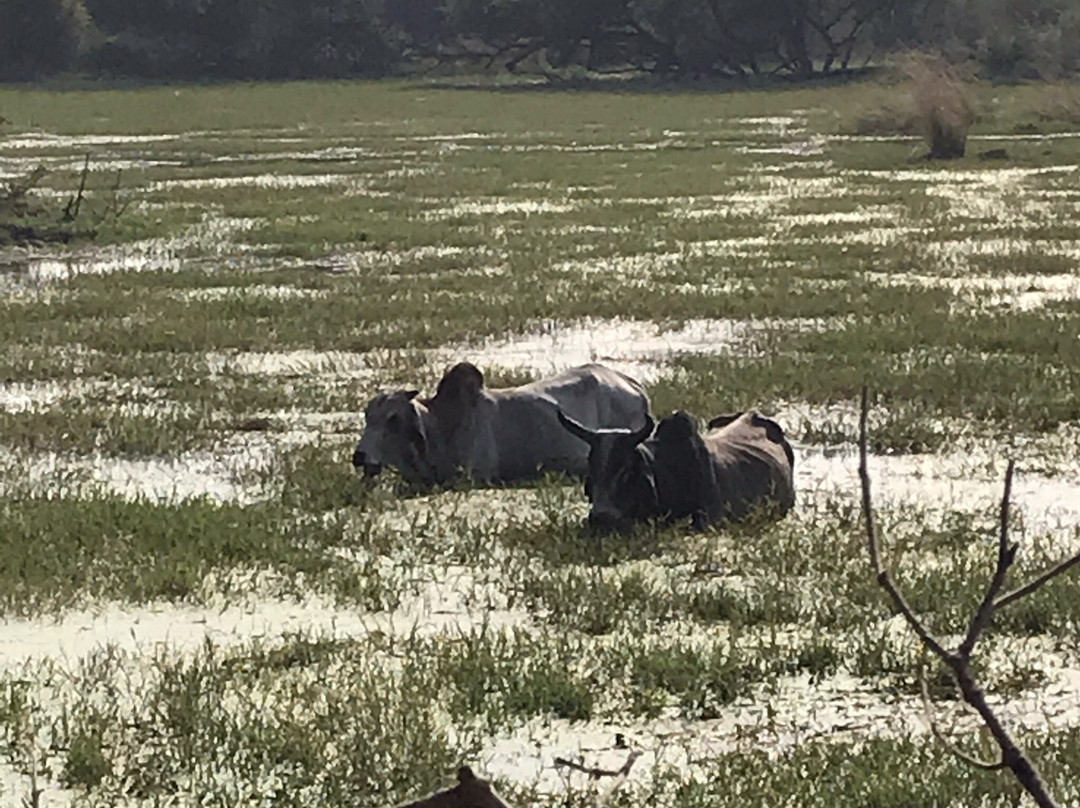 Keladevi Wildlife Sanctuary-Karauli必去景点