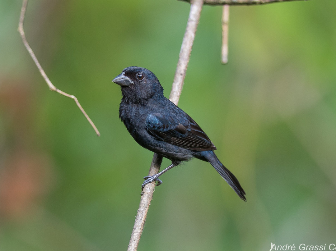 EcoBirding Brazil景点图片