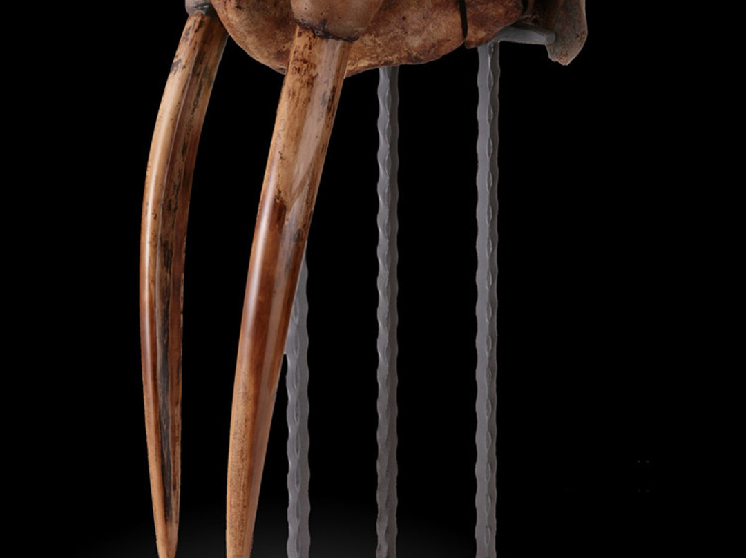 Dave's Down To Earth Rock Shop-埃文斯顿必去景点