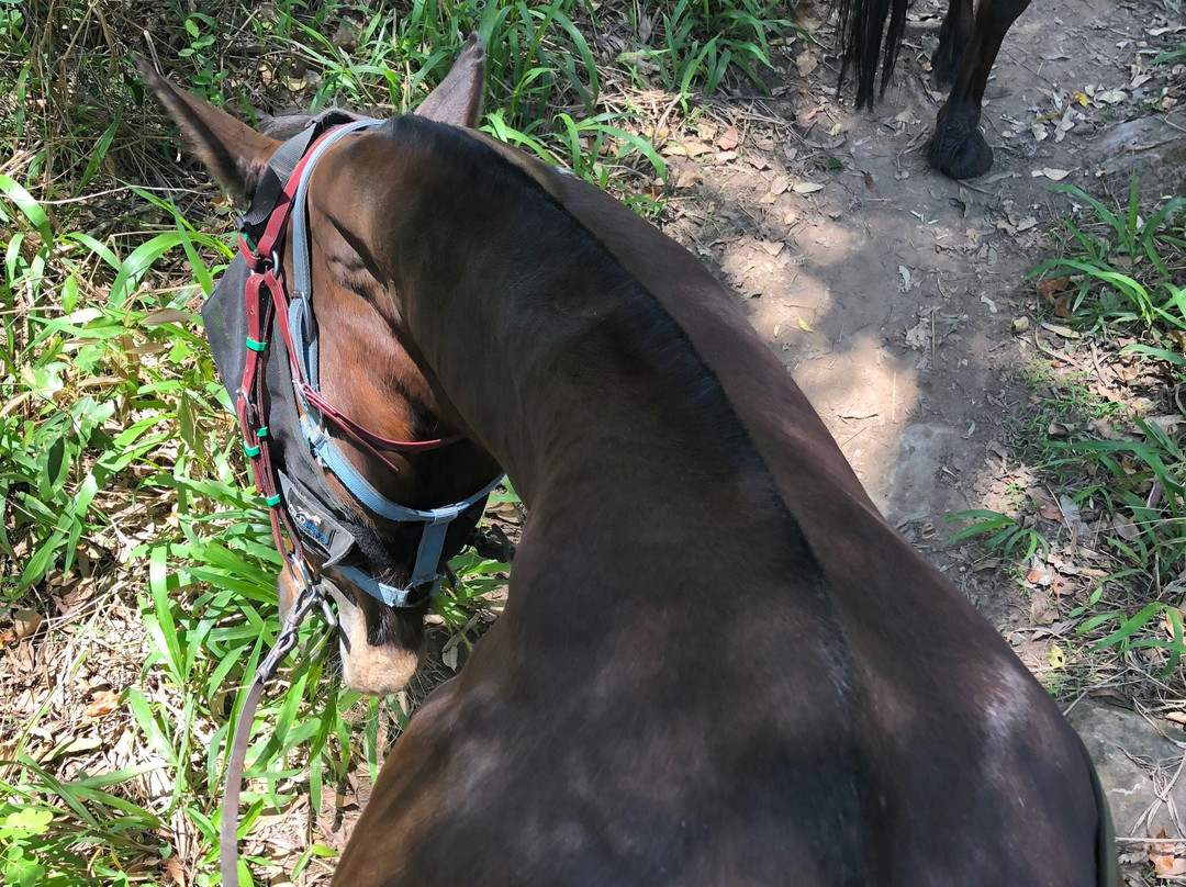 Horse Riding Hinterland景点图片