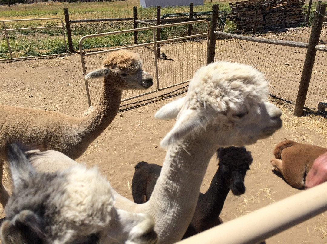 Adorable Alpacas-特哈查比必去景点