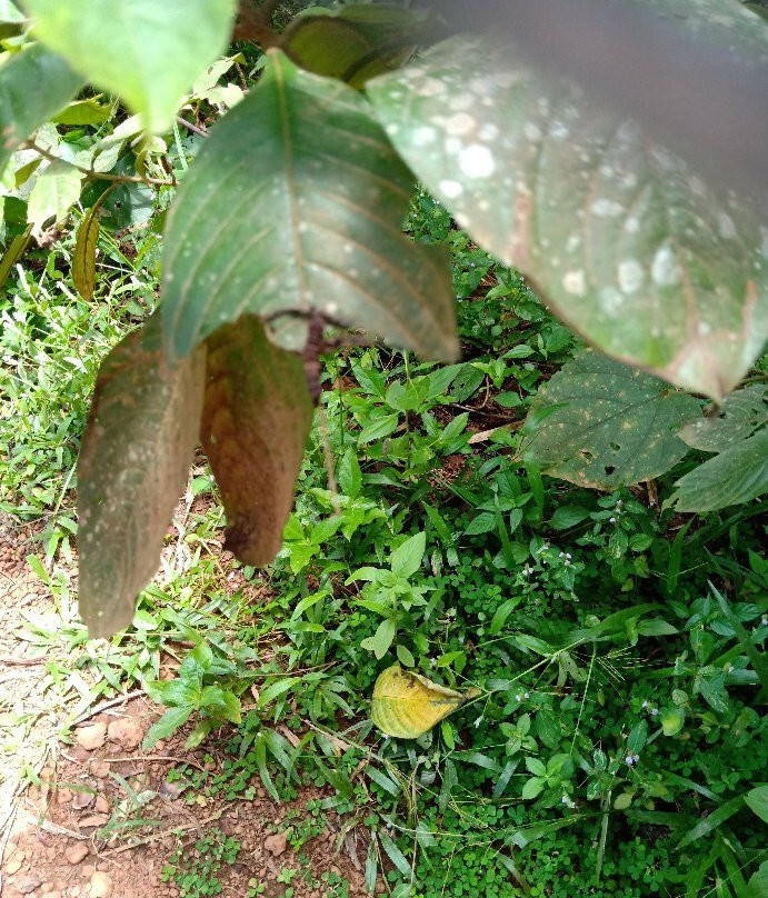 Sammilan Shetty’s Butterfly Park-芒加罗必去景点