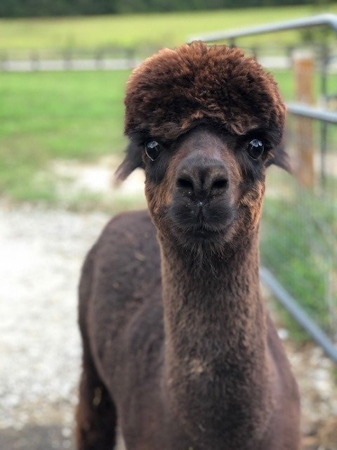 Shaw Farms-纽南必去景点