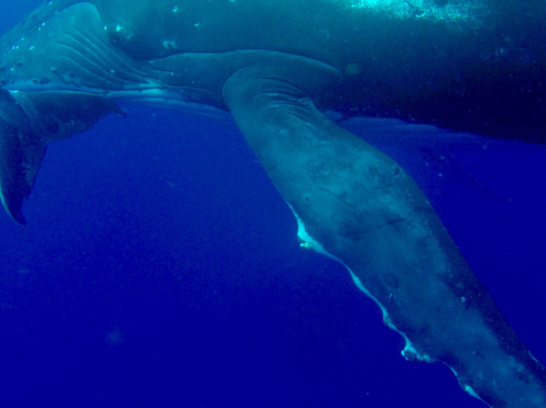 Tongan Expeditions Dive & Whale Watching-Neiafu必去景点