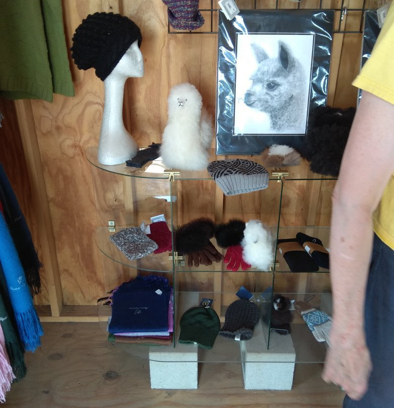 Adorable Alpacas-特哈查比必去景点