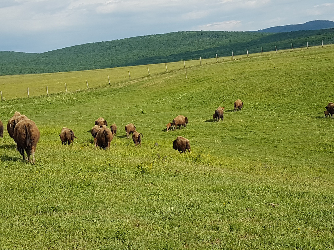 Ferma de Bizoni - Bison Farm景点图片