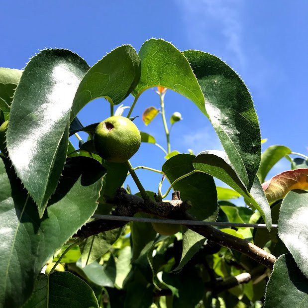 Hitatoribaru Orchards-日田市必去景点