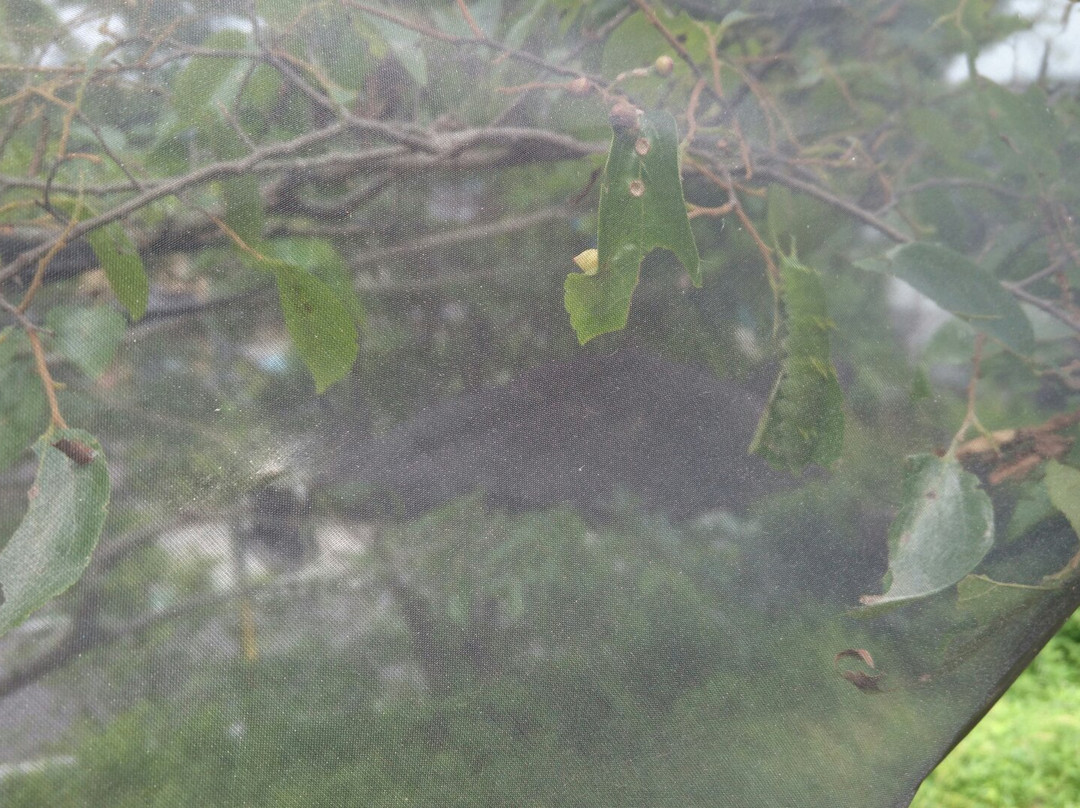 Katakuri to Omurasaki no Forest-小川町必去景点