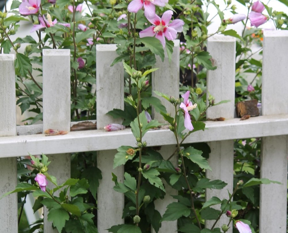 Hutchison House Museum-彼得伯勒必去景点