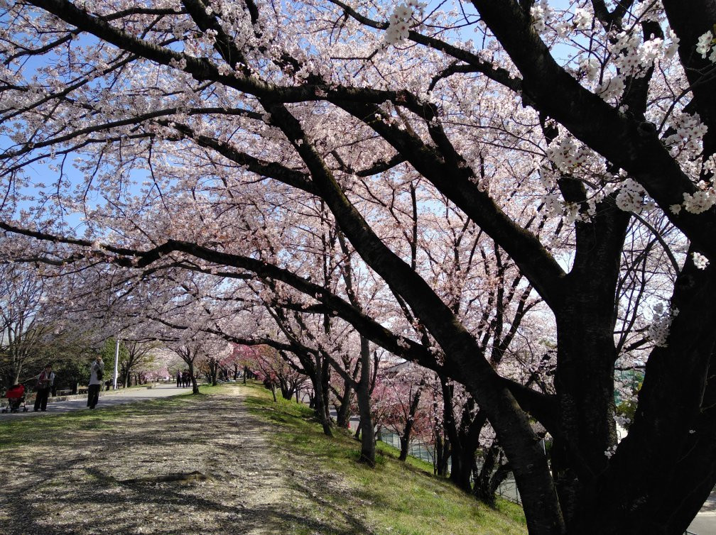Ochiai Park景点图片